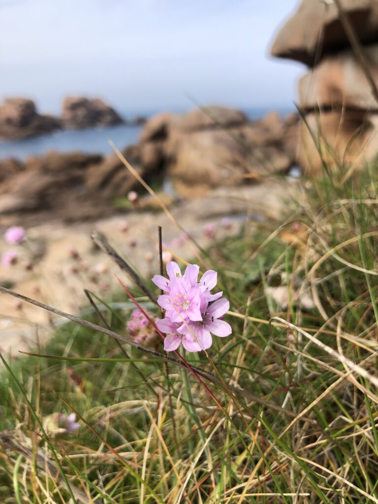 sea pink ploumanach